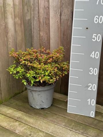 Aangeboden 10 stuks Azalea 10-30 cm Rood beschikbaar voor biedingen