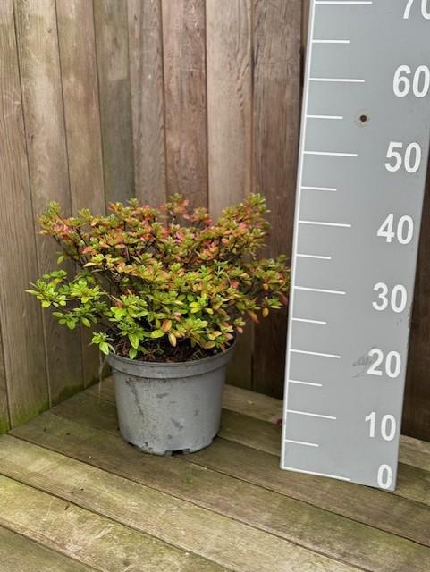 Aangeboden 10 stuks Azalea 10-30 cm Rood, Tuin en Terras, Planten | Struiken en Hagen, Rhododendron, Haag, Minder dan 100 cm