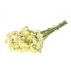 Statice sinuata natural Yellow Lamsoor, Ophalen of Verzenden, Nieuw