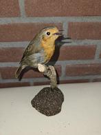 Roodborst Taxidermie volledige montage - Erithacus rubecula, Nieuw