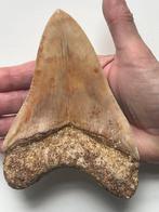 Reusachtige megalodon tand 14,7 cm - Fossiele tand -