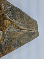 Echinoderm - Gefossiliseerd dier - 15.5 cm (Zonder
