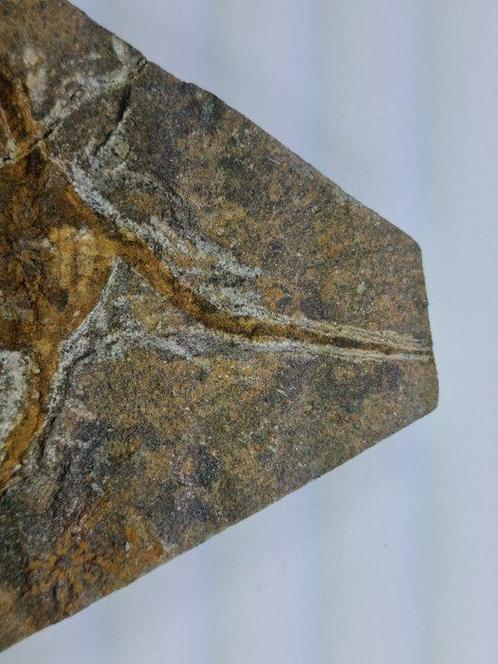 Echinoderm - Gefossiliseerd dier - 15.5 cm (Zonder, Verzamelen, Mineralen en Fossielen