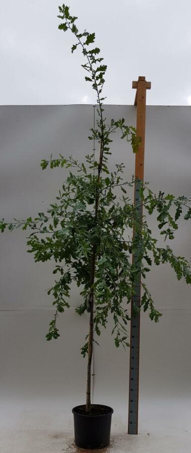 Quercus robur hoogstam, Tuin en Terras, Planten | Tuinplanten