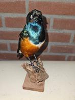 3 kleurige glansspreeuw Taxidermie volledige montage -, Nieuw