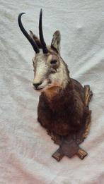 Gems Taxidermie wandmontage - Rupicapra rupicapra - très, Nieuw