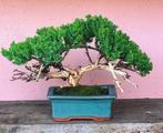 Jeneverbes bonsai (Juniperus) - Hoogte (boom): 17 cm -, Antiek en Kunst