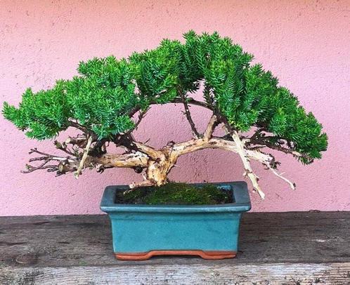 Jeneverbes bonsai (Juniperus) - Hoogte (boom): 17 cm -, Antiek en Kunst, Kunst | Schilderijen | Klassiek