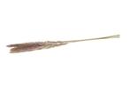 Pampas grass jaxx 65-75cm 6pc - natural, Hobby en Vrije tijd, Knutselen, Ophalen of Verzenden, Nieuw