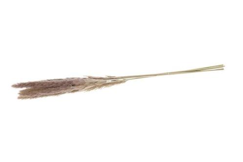 Pampas grass jaxx 65-75cm 6pc - natural, Hobby en Vrije tijd, Knutselen, Nieuw, Ophalen of Verzenden