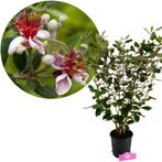 Acca sellowiana + pot 19cm, Tuin en Terras, Verzenden, Volle zon