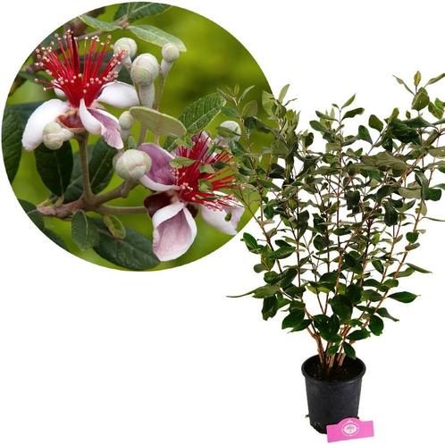 Acca sellowiana + pot 19cm, Tuin en Terras, Planten | Fruitbomen, Volle zon, Verzenden