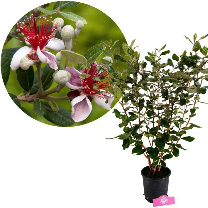 Acca sellowiana + pot 19cm, Tuin en Terras, Planten | Fruitbomen, Volle zon, Verzenden