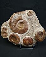 Ammoniet - Fossiele matrix - Diversos géneros de Ammonoidea
