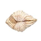 Giant Clam of Tridacna Skelet - Riesenmuschel - 0 mm - 0 mm, Nieuw