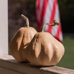Ivory Belle F1 Butternut Pompoenzaden beperkt leverbaar, Ophalen of Verzenden, Nieuw
