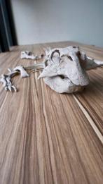 Dinosaurus - Fossiel skelet - Psittacosaurus - 105 cm - 50, Verzamelen, Mineralen en Fossielen