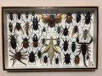 Insekt Taxidermie wandmontage - O.a. Chalcosoma atlas,