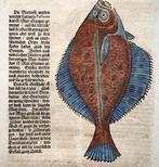 Conrad Gesner [1516-1565] - Brill, Flatfish, Turbot - hand