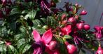 Fuchsia in grote pot donker roze varianten - Warentuin Natuu, Verzenden