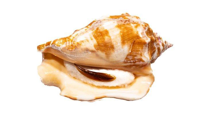 West Indian fighting conch - verzamelobject - ZONDER, Verzamelen, Dierenverzamelingen