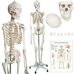 Anatomie skelet/Menselijk Model incl. beschermende afdekking, Verzenden, Nieuw