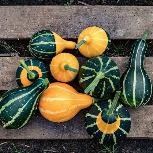 Pear Mixed kleinverpakking zaden, Hobby en Vrije tijd, Knutselen, Nieuw, Ophalen of Verzenden