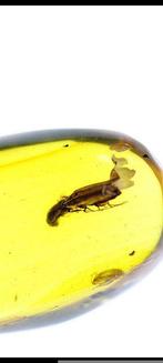 Barnsteen - Thysanoptera burmese (Zonder Minimumprijs), Nieuw