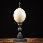 Wunderkammer-ontwerp - Ei - Ostrich Egg - Strutio Camelus -, Nieuw