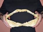 Tijgerhaai Kaak - Galeocerdo Cuvier - 19 cm - 36 cm - 6 cm-, Verzamelen, Dierenverzamelingen, Nieuw