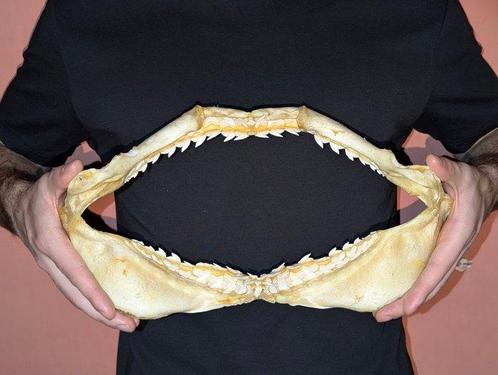 Tijgerhaai Kaak - Galeocerdo Cuvier - 19 cm - 36 cm - 6 cm-, Verzamelen, Dierenverzamelingen