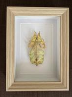 wandelende tak Taxidermie volledige montage - Phasme, Nieuw