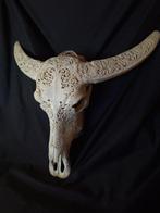 Spectaculaire schedel van waterbuffel (Bubalus bubalis) -