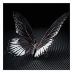 Ralph Hargarten - Black Butterfly