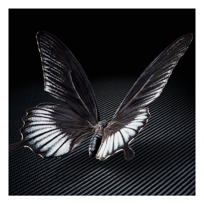 Ralph Hargarten - Black Butterfly, Antiek en Kunst, Kunst | Designobjecten