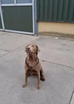 Labrador teefje, Dieren en Toebehoren, Honden | Retrievers, Spaniëls en Waterhonden, Teef, Parvo, Labrador retriever, Eén hond