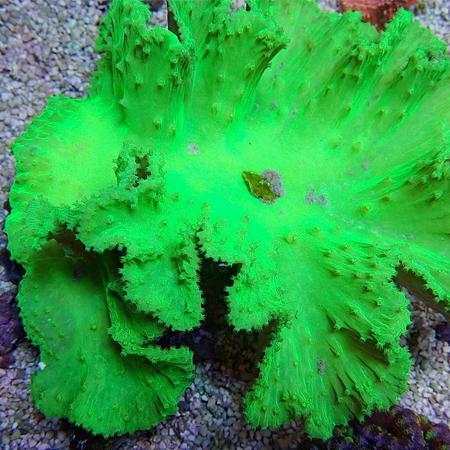 Sinularia Dura Groen (Kroepoek leder) M (Ong. 6-7 cm), Dieren en Toebehoren, Vissen | Aquaria en Toebehoren, Ophalen of Verzenden
