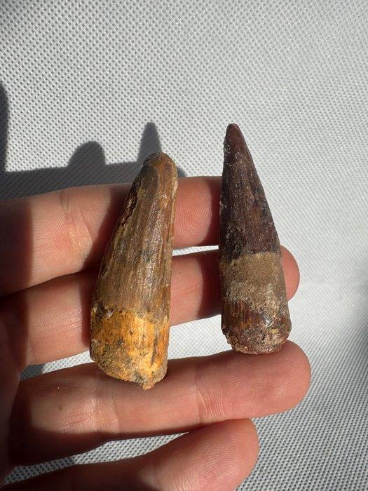 Dinosaurus - Fossiele tand - Spinosaurus aegyptiacus - 5.8, Verzamelen, Mineralen en Fossielen