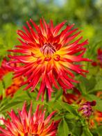 Dahlia Bora bora (Geel Roze, Dahlia’s kopen?), Ophalen of Verzenden