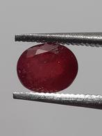 Natural red Ruby - 0.53 ct - oval - heated - Africa - certif, Nieuw