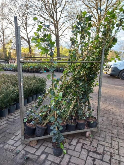 Hedera Hibernica klimop 175-200cm, Tuin en Terras, Planten | Struiken en Hagen, Ophalen