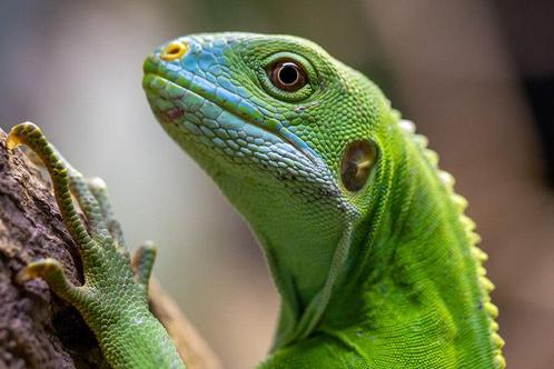 Familieticket voor TerraZoo in Duitsland (3 p.), Tickets en Kaartjes, Recreatie | Dierentuinen