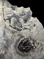 Zeldzaam en kostbaar Cuora trifasciata-fossiel -