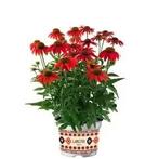Echinacea purpurea Lakota™ Red (Winterharde planten), Overige soorten, Volle zon, Vaste plant, Ophalen of Verzenden