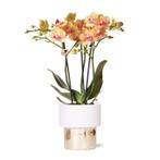 Kolibri Orchids | witte Phalaenopsis orchidee – Jamaica + Lu, Huis en Inrichting, Verzenden, Nieuw
