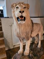 Leeuw Taxidermie volledige montage - Panthera Leo - with, Verzamelen, Dierenverzamelingen, Nieuw