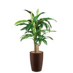 Dracaena Fragans kunstplant, H120cm, Ophalen of Verzenden