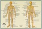 Anatomie poster skelet (Nederlands, gelamineerd, A2), Verzenden, Nieuw