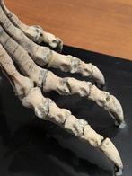 Volwassen dinosaurushanden - Fossiele schedel -, Verzamelen, Mineralen en Fossielen