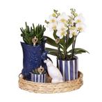 Kolibri Company | Plantenset Mediterranean Sunset | Witte Ph, Verzenden, Nieuw